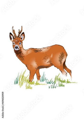 roebuck - roe deer - stands sideways