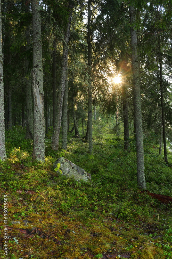 Fototapeta premium The sun breaks through the forest with a stone in the foreground in summer
