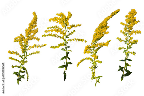 Tableau sur toile Set of Goldenrod wildflower isolated on white background | Solidago yellow flowe