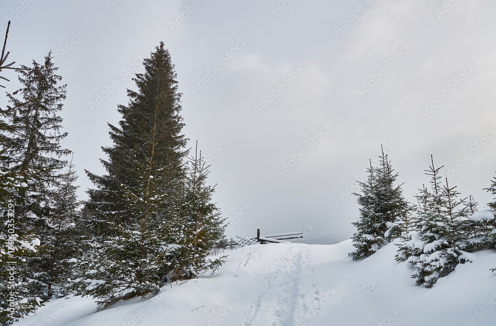 Fototapeta premium Snowy path with footprints leading over a hill into dense fog.