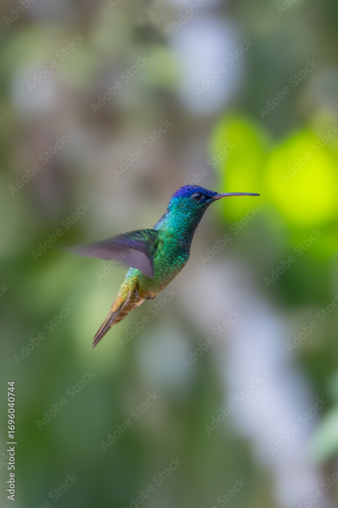 Naklejka premium Sparkling violetear (Colibri coruscans) Ecuador