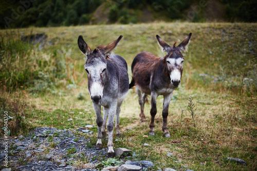 Fotografie Two donkeys standing on grassy field with rocky patches, both animals facing cam
