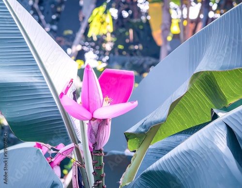 Vibrant pink banana flower amidst lush leaves