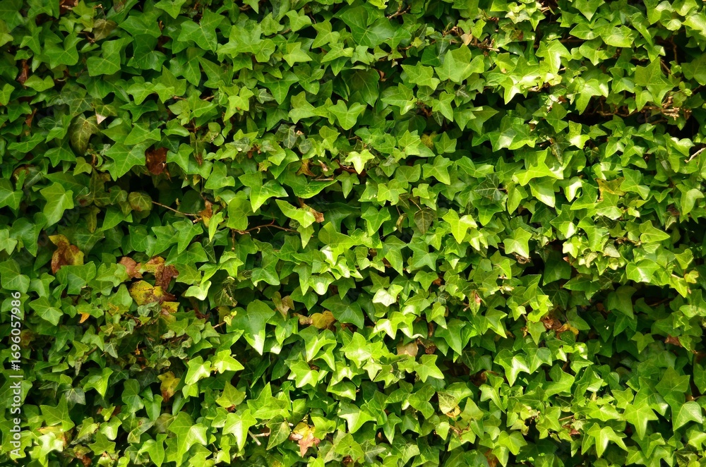 Obraz premium 담벼락을 타고 오른 푸른잎과 꽃