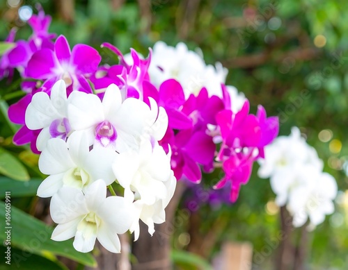 Vibrant orchid blossoms in a garden
