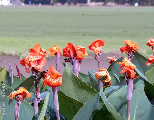 Vibrant orange flowers in a grassy field