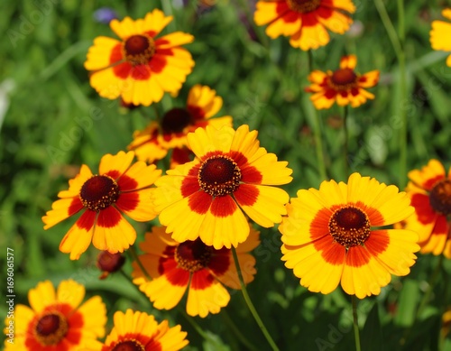 Vibrant orange and yellow flowers in a garden