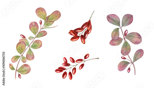 Watercolor barberry clusters with bright red berries and colorful leaves set on isolated background. Autumn berry branches clip art fall or winter designs, herbal medicine, healthy lifestyle decor.