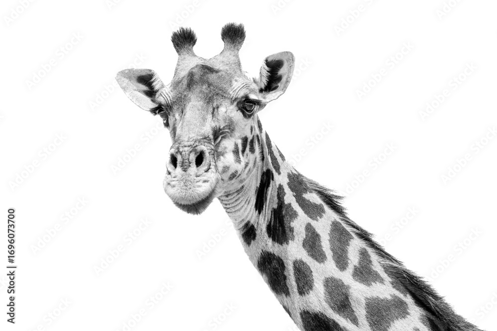 Naklejka premium A Giraffe Looking To The Camera In a Close-Up. Serengeti National Park, Tanzania, Africa. Black and White