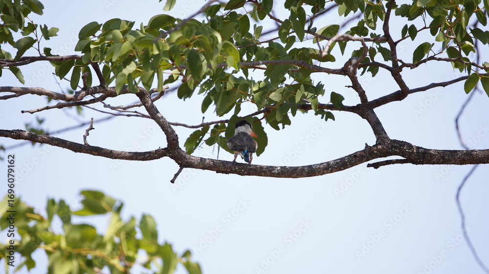 Fototapeta premium Striped kingfisher in the Okavango delta