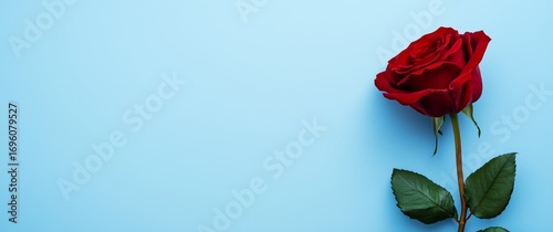 Red Rose on Blue Background With Natural Light Highlighting Its Petals and Le...