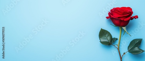 Red Rose on Blue Background With Natural Light Highlighting Its Petals and Le...