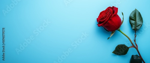 Elegant Red Rose on a Vibrant Blue Background Showcasing Natural Beauty and S...