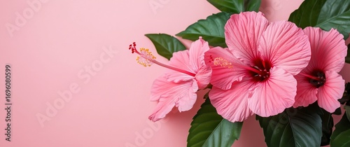 Vibrant Pink Hibiscus Flowers Against a Soft Pastel Background Showcasing Nat...