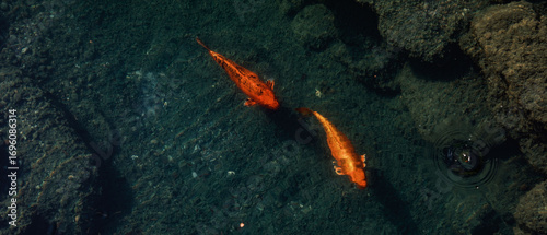 A pair of fish on a journey