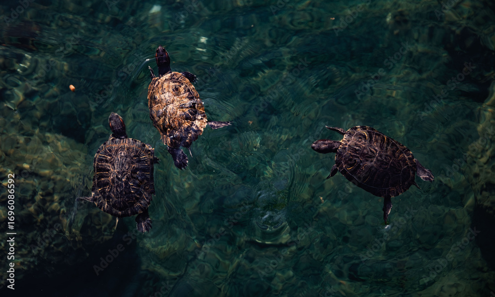 Naklejka premium Three turtles compete for food