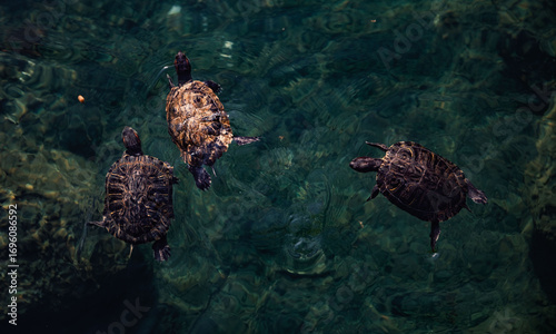 Three turtles compete for food