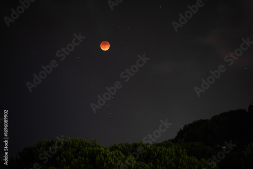 Red Moon During Lunar Eclipse Over Pine Forest - Middle East Mountains of Lebanon