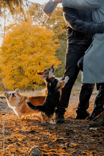In a park, a man and a woman are standing next to two dogs