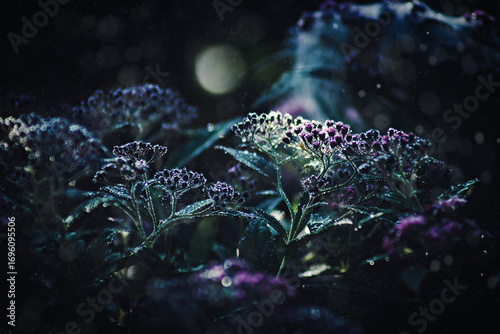Pink Spirea bush (Spiraea japonica) on a magical night with many dewdrops. Atmospheric with bokeh effect and light effect