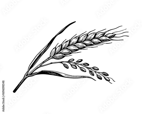 Cereal vector engraving style illustration