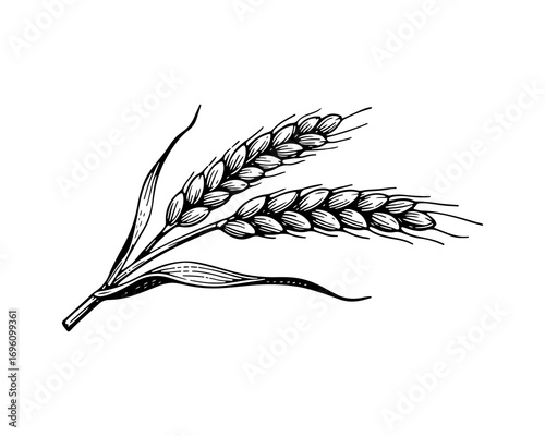 Cereal vector engraving style illustration
