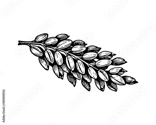 Cereal vector engraving style illustration
