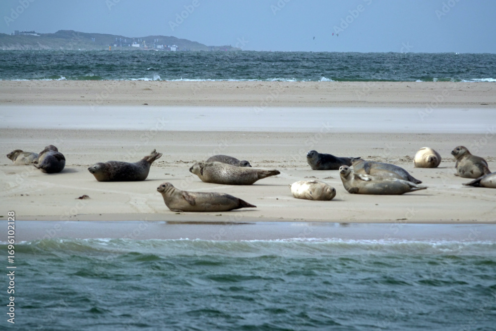 Fototapeta premium seals on the beach