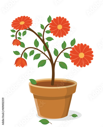 Red Flowering Plant in Brown Clay Pot with Green Leaves Isolated on White