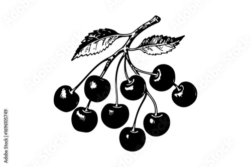 Cherry vector engraving style illustration