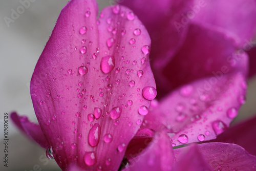vista ultra-macro dei petali rosa di un fiore, bagnati da gocce d'acqua