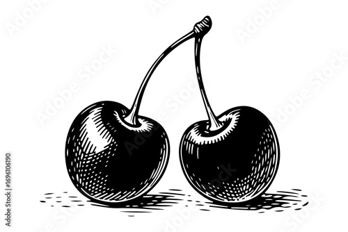 Cherry vector engraving style illustration