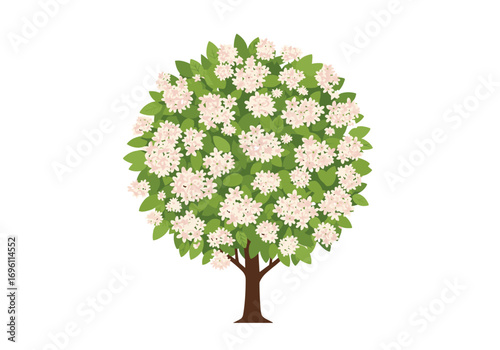 A lush green tree covered with clusters of delicate white flowers in full bloom on a white background