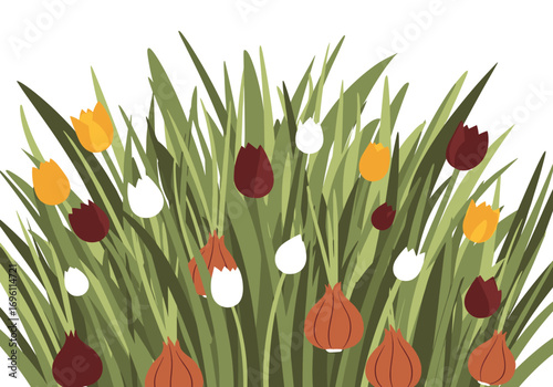 A lush patch of green grass with emerging spring tulips and developing flower bulbs ready for planting