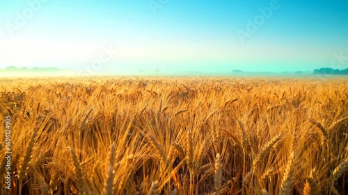 Wheat Field Landscape at Sunrise in the Countryside, Golden Wheat in Morning Light With Fog Hanging Over Trees on the Horizon