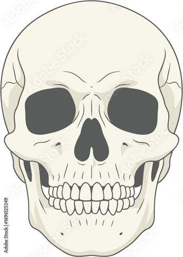 Cartoon Style Detailed Human Skull Anatomy Halloween Decoration Illustration