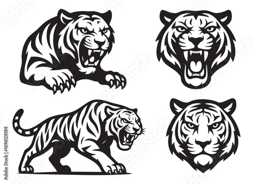 four black-and-white illustrations of an aggressive tiger. Vector