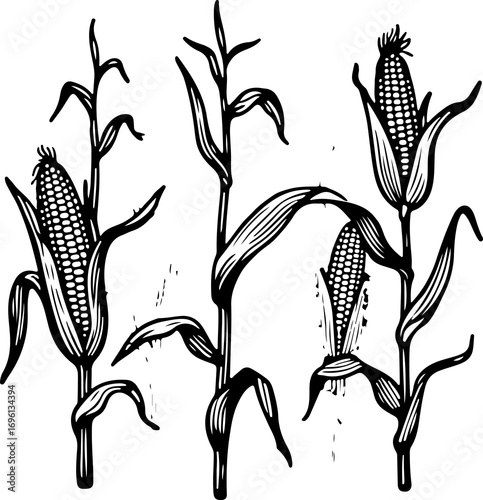 Corn. Vector engraving style illustration