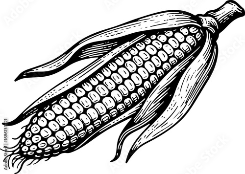 Corn. Vector engraving style illustration