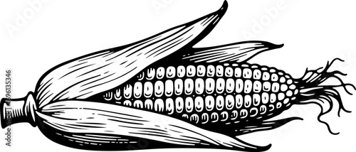 Corn. Vector engraving style illustration