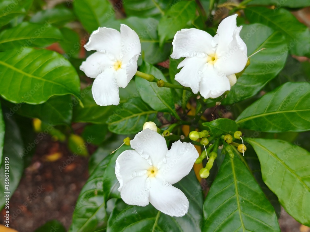 Obraz premium Close-up of a White Crape Jasmine Flower