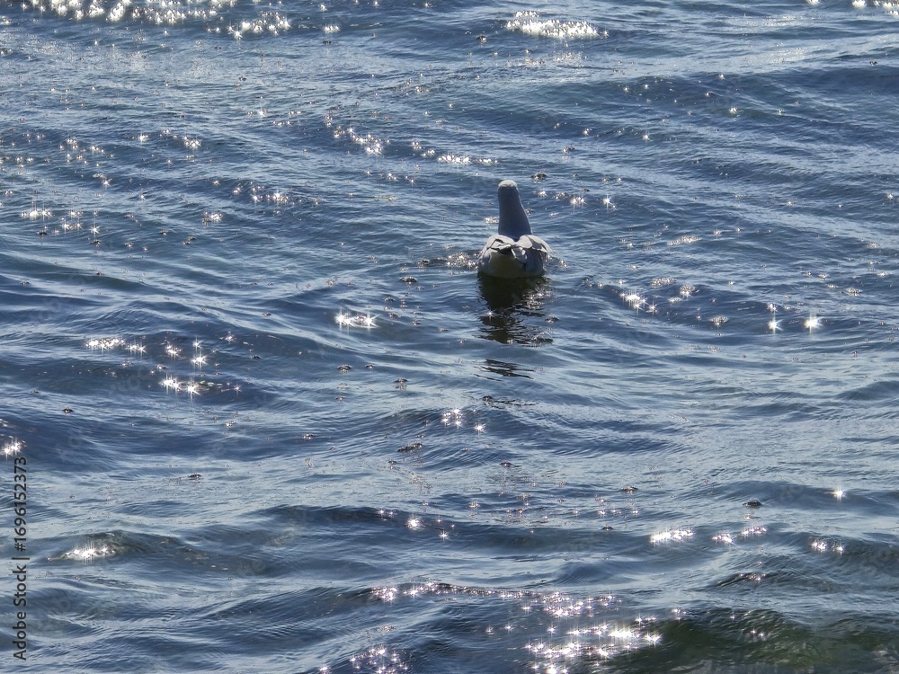 Fototapeta premium A seagull standing on a sunlit rock