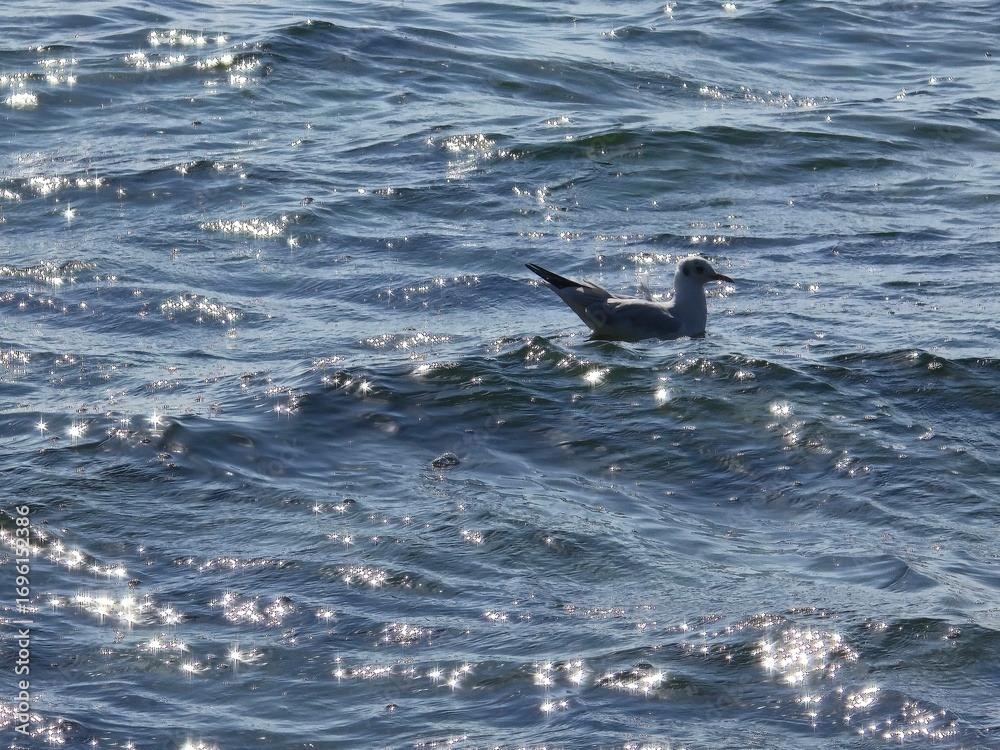 Fototapeta premium A seagull standing on a sunlit rock