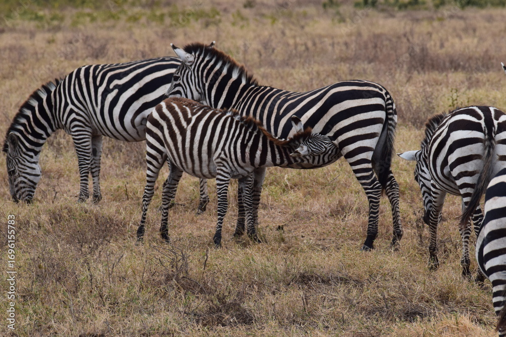 Fototapeta premium baby zebra is feeding from its mother