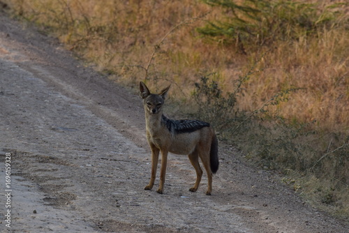 Coyote standing in the middle of the road
