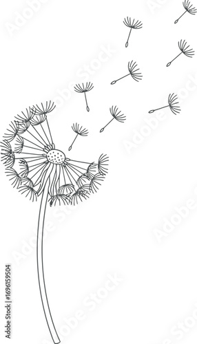 Dandelion Seeds Line Art Illustration