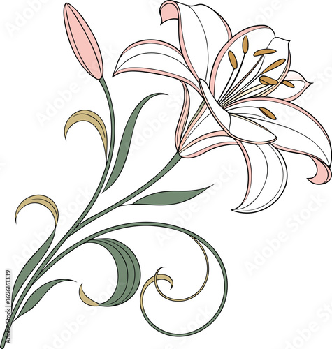 Elegant White Lily Flower Illustration