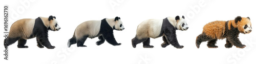 Collection Pandas exhibit range of growth stages, showcasing their unique fur patterns and colors. This captures progression from young