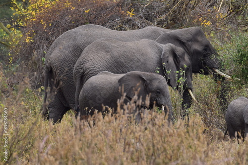 Photography a herd of elephants in a safari park