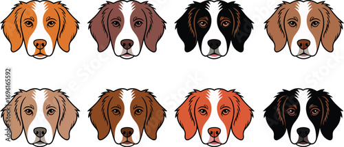 Eight brittany dog heads showing different color variations on a white background illustration art